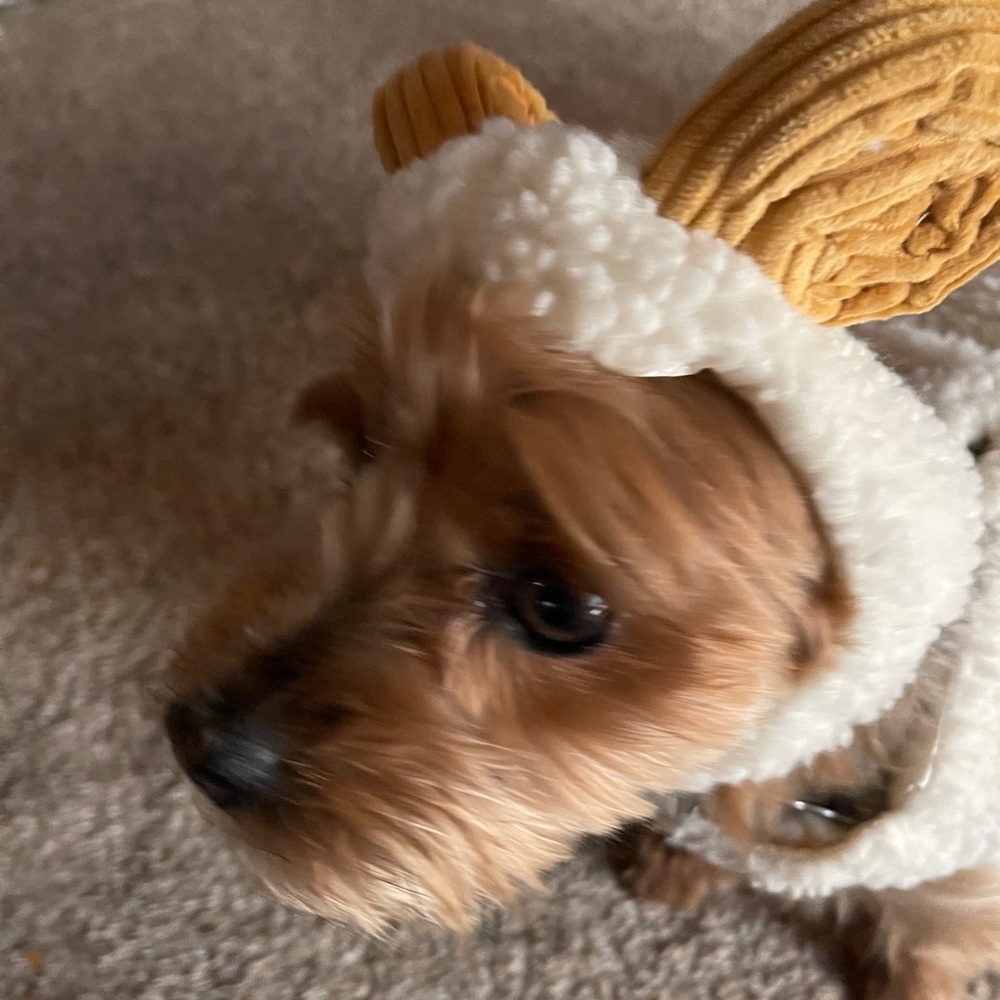 Dog costume 2010